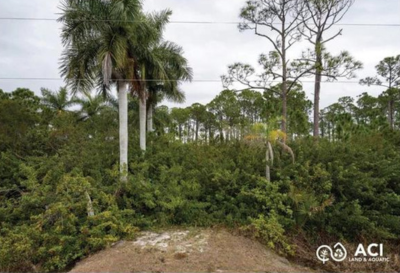 Dense invasive growth before removal